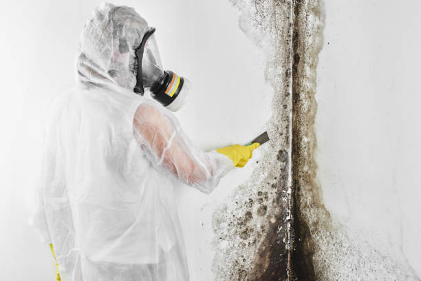 Professional Mold Removal in Medford, NY