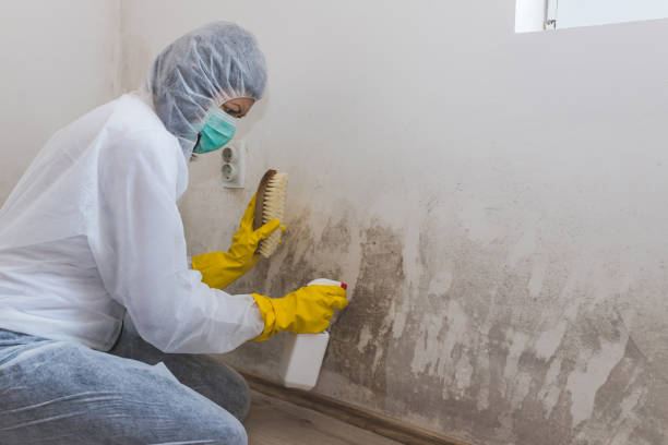 Mold Removal and Inspection in Medford, NY