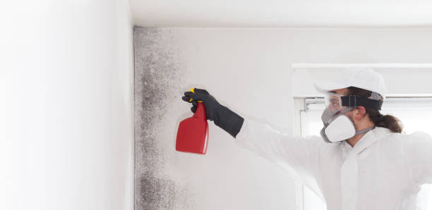 Best Emergency Mold Removal  in Medford, NY