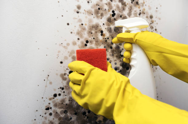 Best Mold Damage Repair  in Medford, NY