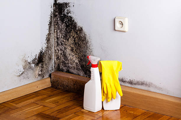 Best Commercial Mold Removal  in Medford, NY